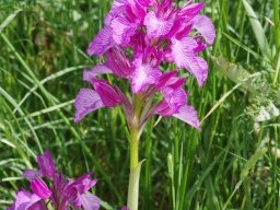 Anacamptis_papilionacea_Luriezo_Picos_de_Europa-min